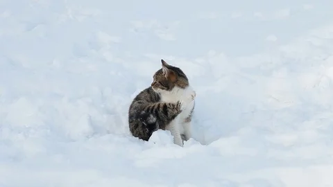 Beautiful cat in snow in winter Stock Footage 71796642