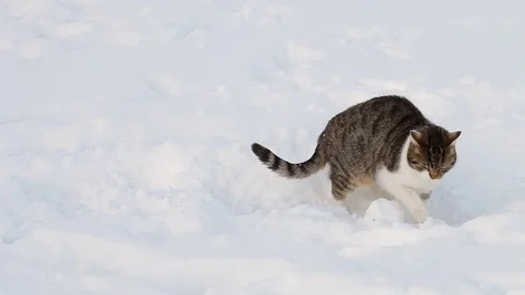 Beautiful cat in snow in winter Stock Footage 71797293