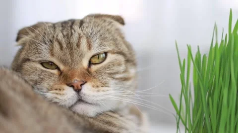 Beautiful cat with sprouts of oat grass. Video stock 285029298
