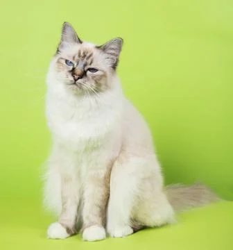 Beautiful cat in studio close-up, luxury cat, studio photo, green background  Stock Photos