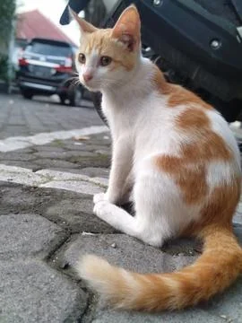 Beautiful cat from Surabaya east java Stock-Fotos