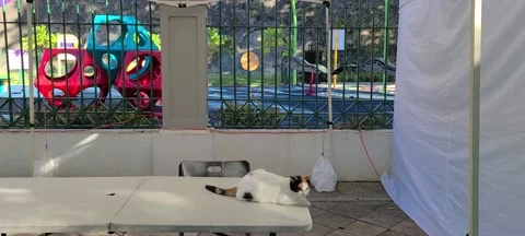 Beautiful Cat On A Table | Paseo De La Princesa Old San Juan Puerto Rico 🇵🇷 Stock Footage 169355280