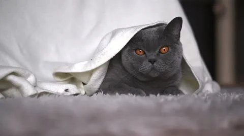 Beautiful cat under a blanket Stock Footage 12503110