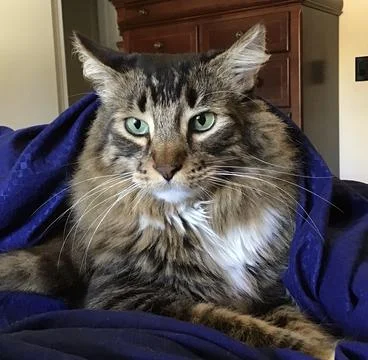 Beautiful Cat under sheets Stock Photos