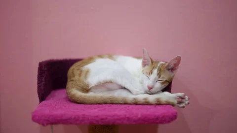 A beautiful cat wake up while sleeping. Stock Footage 81642978