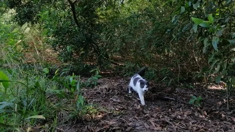 Beautiful cat is walking in the forest Stock Footage 243331085