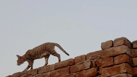 Beautiful Cat Walking Gracefully Along a Wall Stock Footage 346503893