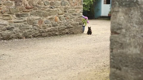 Beautiful cat walking towards the camera Stock Footage 45078504