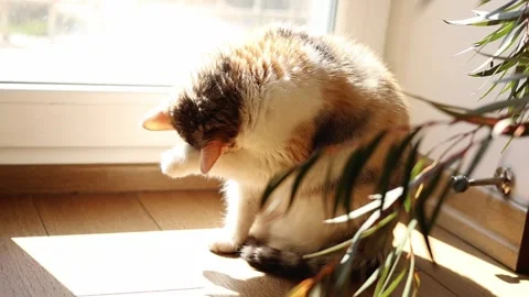A beautiful cat is washing itself Vidéo 309800236