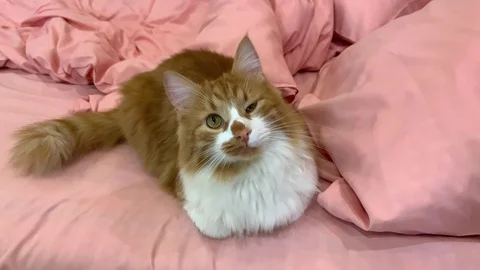 Beautiful cat winks Stock Footage 120038352