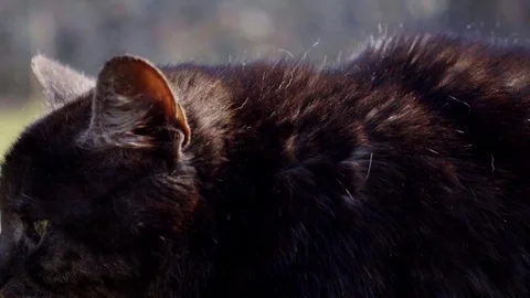 Beautiful cat without an eye walks through the garden near the house Stock-Footage 115346023