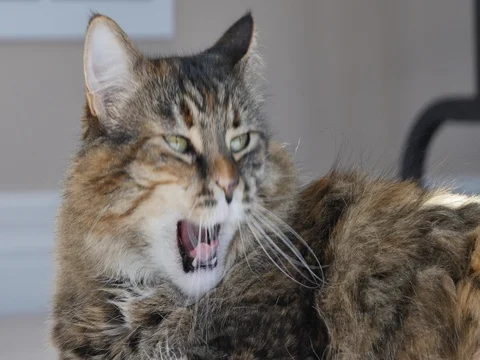 Beautiful Cat Yawning Stock Footage 74585366