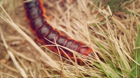 Beautiful caterpillar crawling through the grass. Summer. Stock Footage 50094798