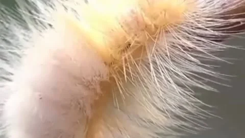 Beautiful caterpillar Stock Footage 203893483