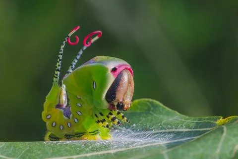 Beautiful caterpillar in a frightening pose, unique animal behaviour Stock Photos
