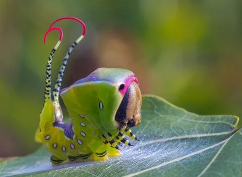 Beautiful caterpillar in a frightening pose, unique animal behaviour Stock Photos