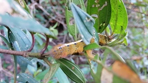 Beautiful caterpillar on leaf Stock Footage 243738269