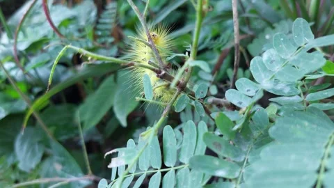 Beautiful caterpillars are not biting the leaves Stock Footage 260109396