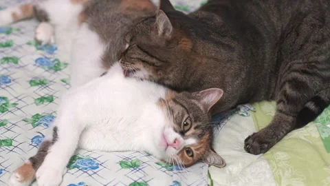 Beautiful cats in bed Video stock 98601530