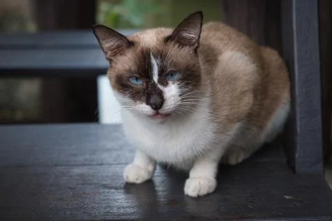 Beautiful cats Stock Photos