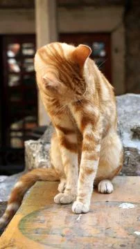Beautiful cats. Stock Photos