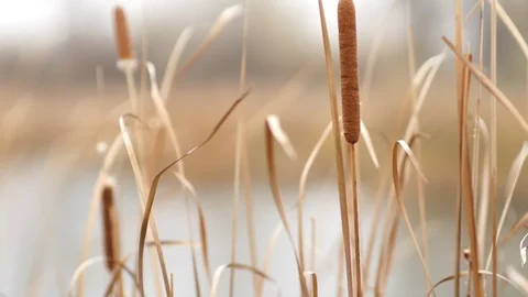 Beautiful Cattails Vídeo Stock 86954281
