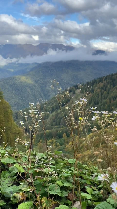 Beautiful caucasus mountain view with field of wild oxeye chamomile. Stock Footage 296044191