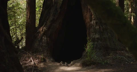 A beautiful cavernous tree in the Redwood Forest Stock Footage 66587476