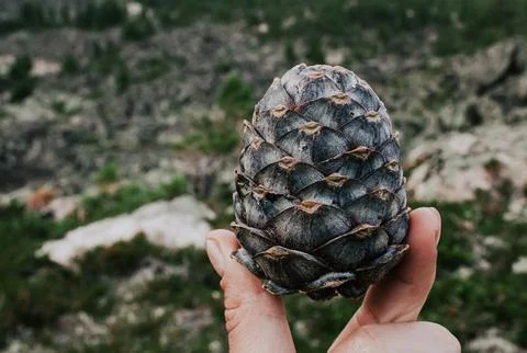 Beautiful cedar pine cone in hand against forest background. Source of poly.. Stock Photos