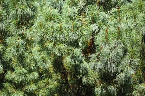 Beautiful cedar pine tree in the botanical garden. Stock Photos