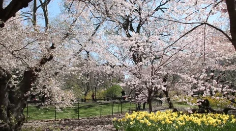 Beautiful Central Park in Spring Stock Footage 54505320