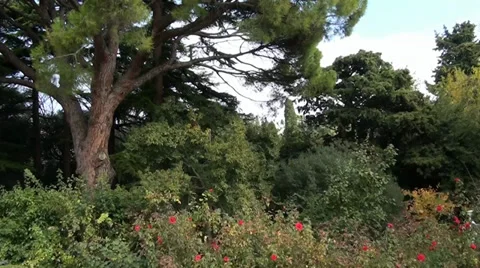 Beautiful centuries-old trees Stock Footage 33627197