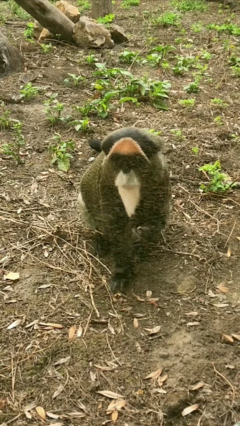 Beautiful cercopithecus, guenon Stock Footage 317690958