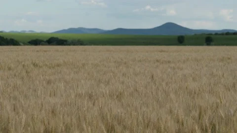 Beautiful Cereal Fields Video stock 199424046