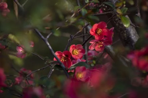 Beautiful Chaenomeles in bloom, red flowers of Japanese Quince on branches. Stock Photos