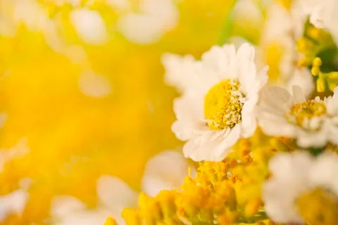 Beautiful chamomile background Stock Photos