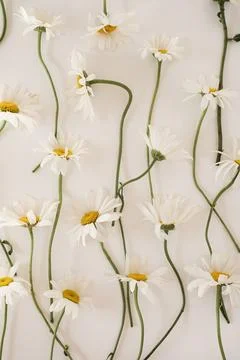 Beautiful chamomile daisy flower pattern on white background. Minimalist flor 스톡 사진