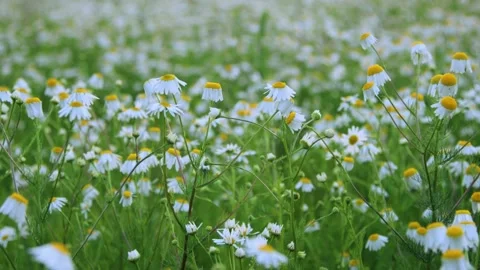 Beautiful chamomile field by evening light Stock Footage 138565551