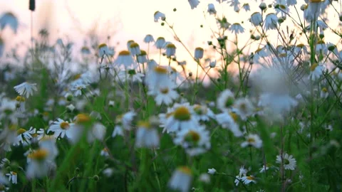 Beautiful chamomile field at sunset Stock Footage 138566135