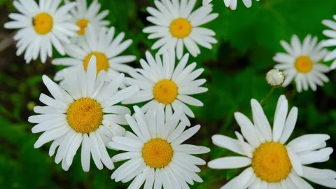 Beautiful chamomile flower close-up. Chamomile close-up. Chamomile flowers close Video stock 200824960