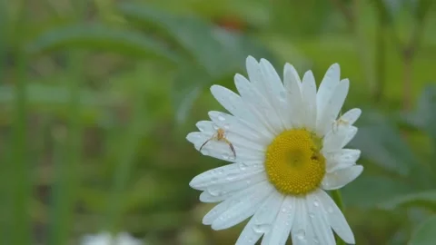 Beautiful chamomile flower close-up. Chamomile close-up. Chamomile flowers close Stock Footage 200825080