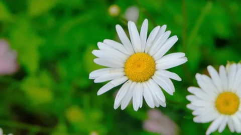 Beautiful chamomile flower close-up. Chamomile close-up. Chamomile flowers close Stock Footage 204854747