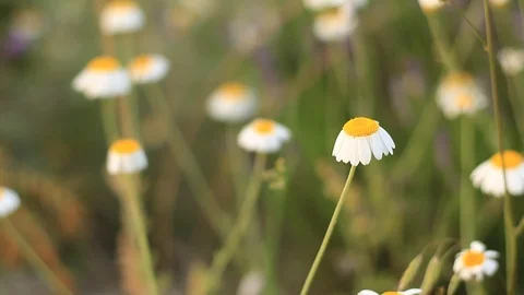 Beautiful chamomile flower Video stock 87226826