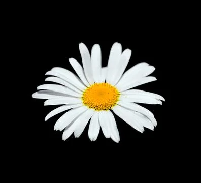 Beautiful chamomile flower isolated on a black background Stock Photos