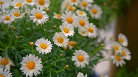 Beautiful chamomile flowers close up Video stock 74886736