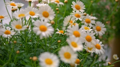 Beautiful chamomile flowers close up Stock Footage 74889887