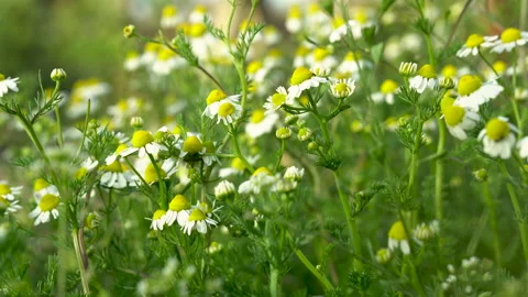 Beautiful Chamomile Flowers, Close Up. Stock Footage 131155759