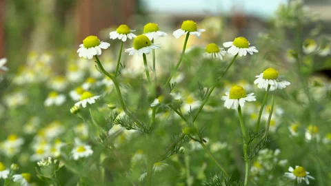 Beautiful Chamomile Flowers, Close Up. Stock Footage 131155825