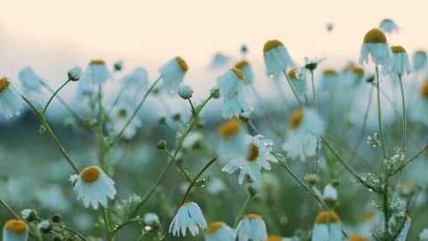 Beautiful chamomile flowers by evening light Видео 138566150