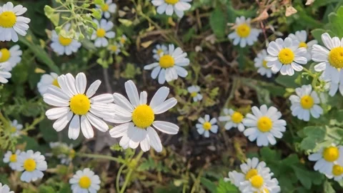 Beautiful chamomile flowers Stock Footage 245540198